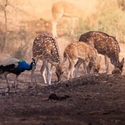 deer