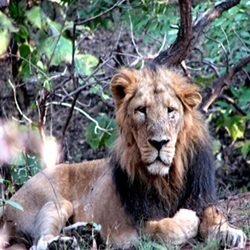lion